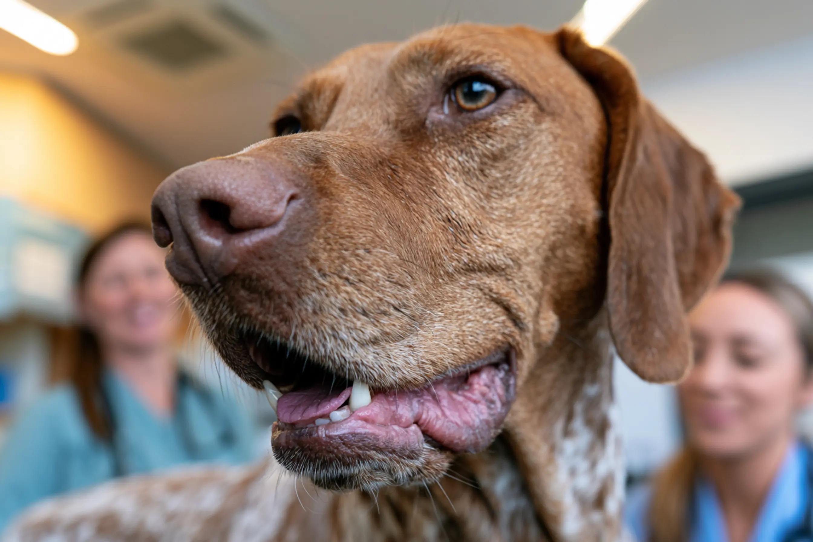 Un dog claque des dents par anxiétét lors d'un examen vétérinaire