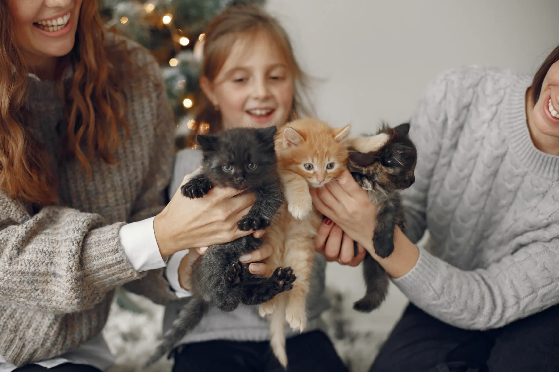 Un efamille qui adopte trois chatons s'engage à vie
