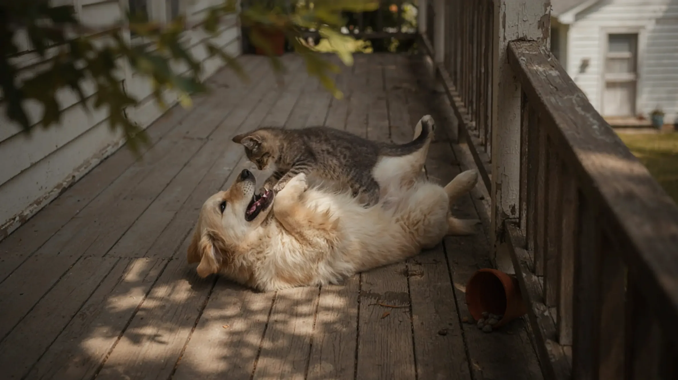 chien et chat qui joue ensemble