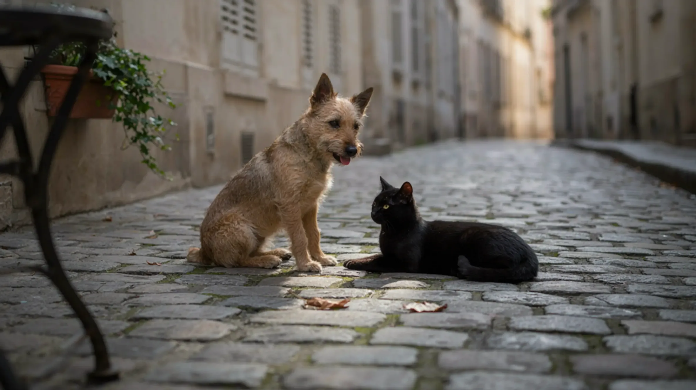un chien et un chat dans la rue