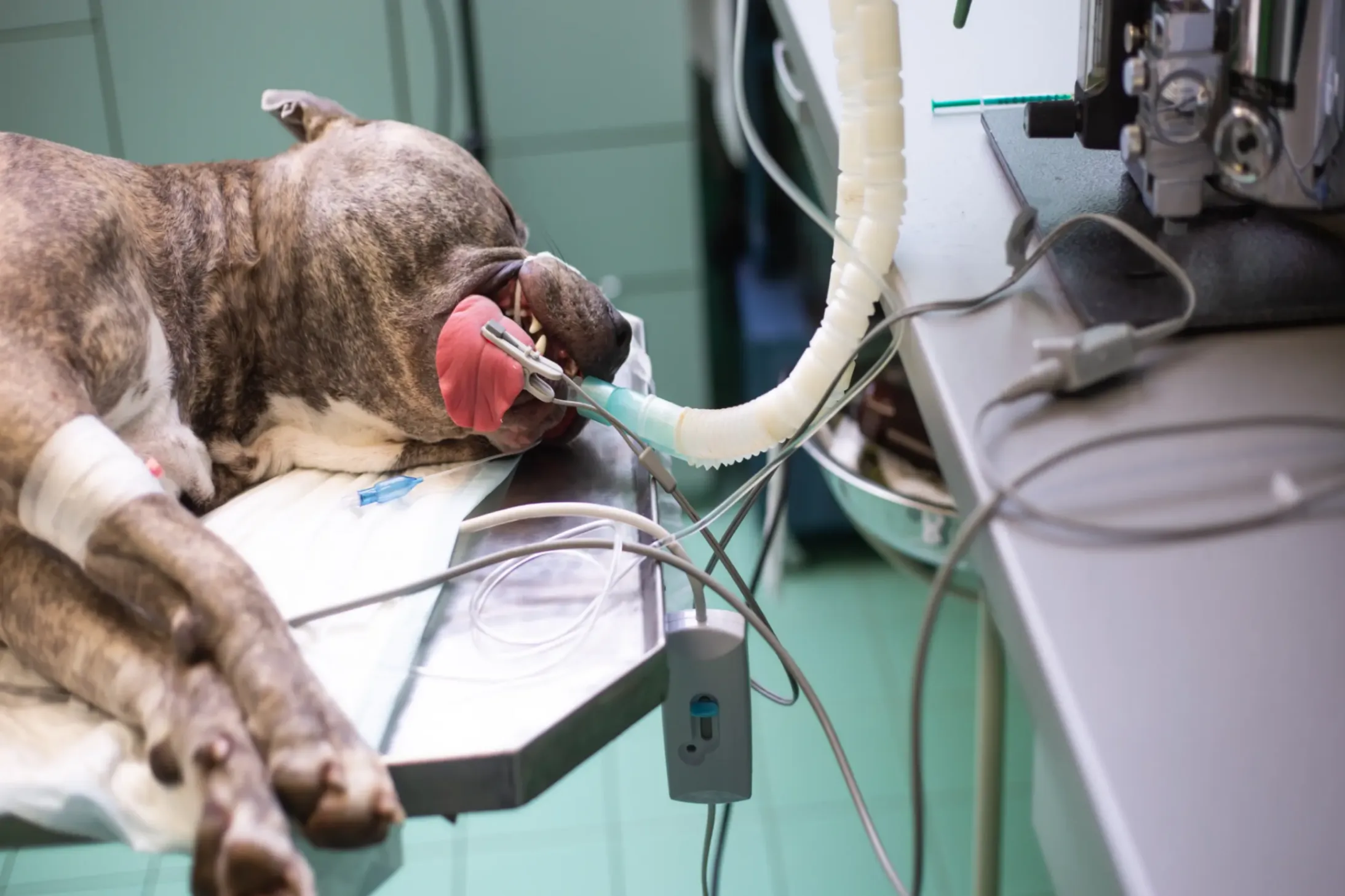 chien en train de ce faire opérer