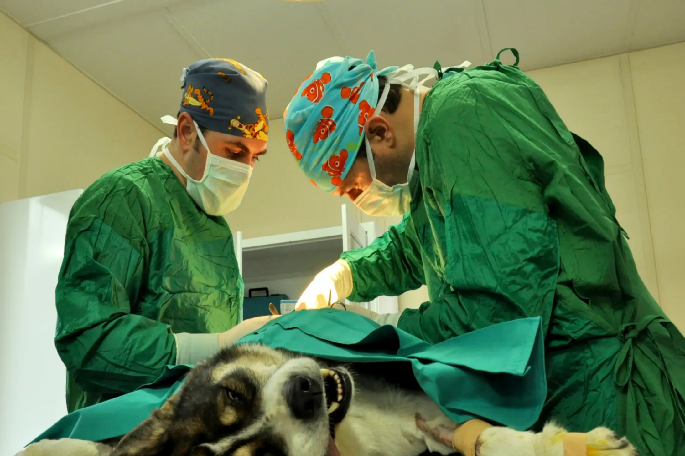 chien en train de ce faire opérer