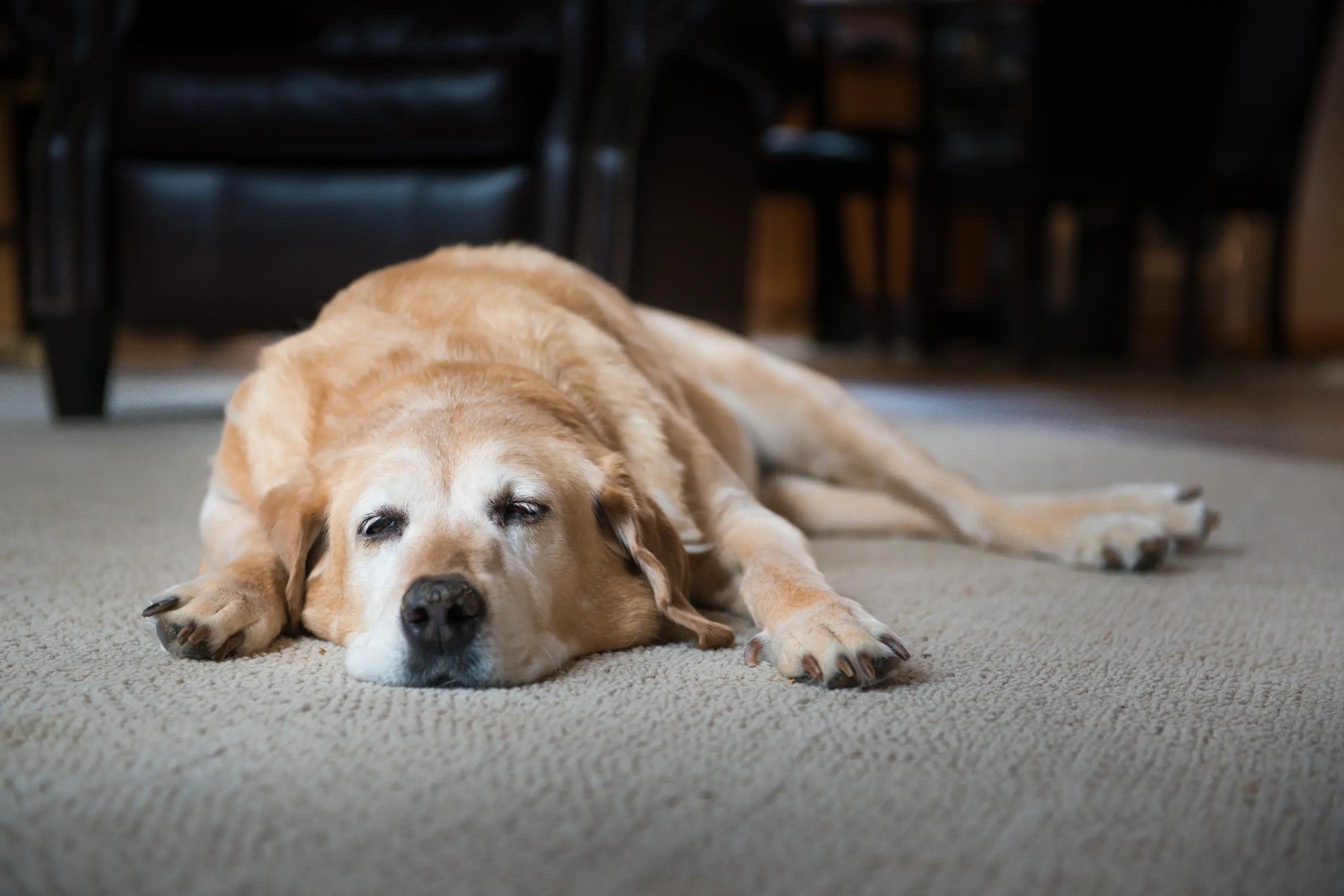 un chien qui est épuisé