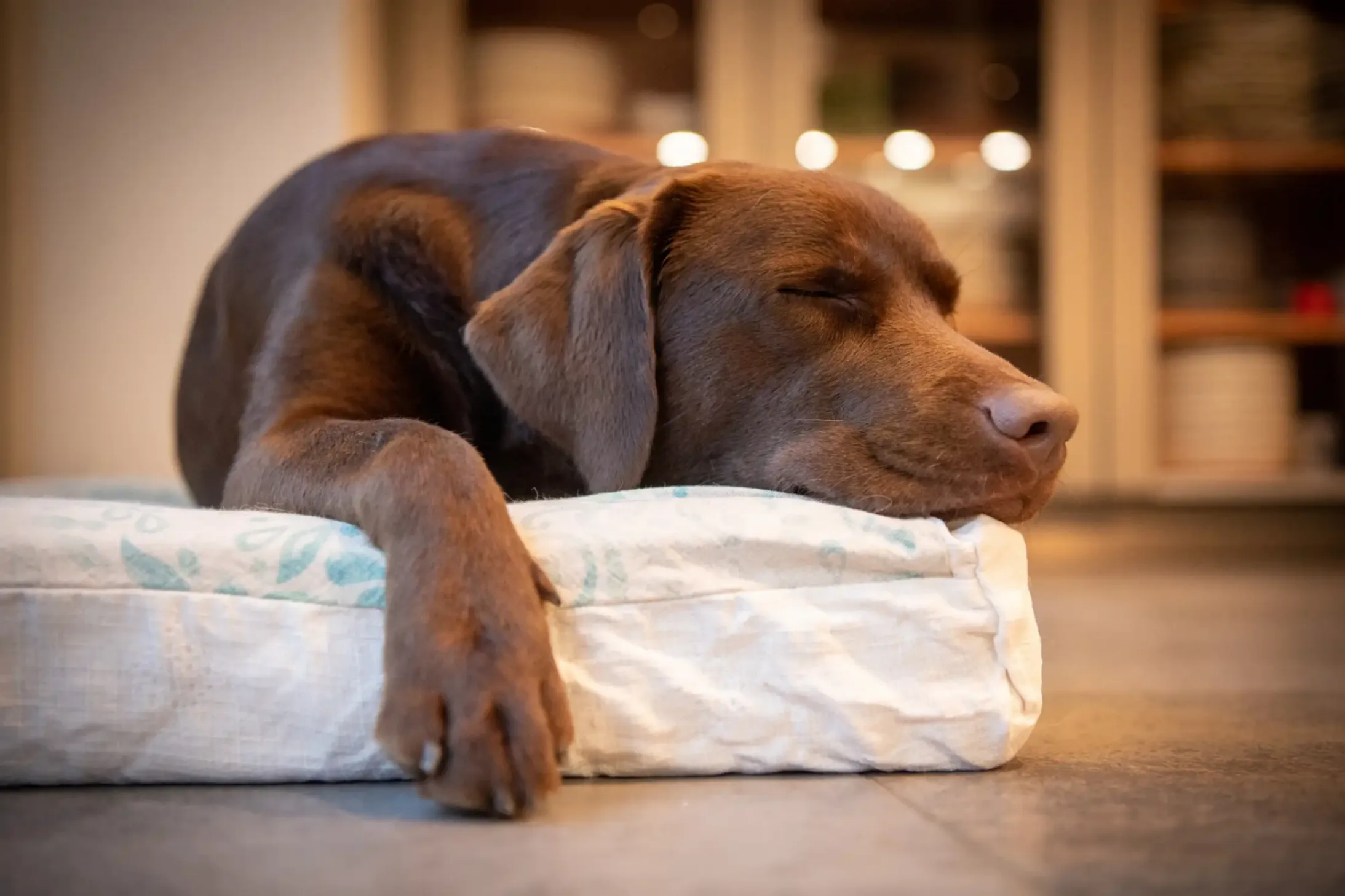 chien qui dort
