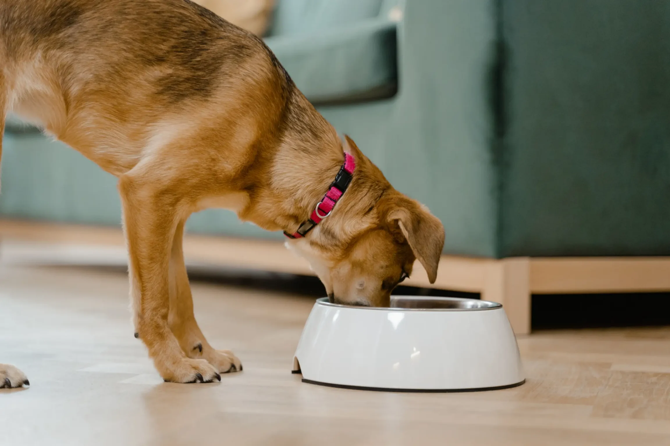chien qui mange