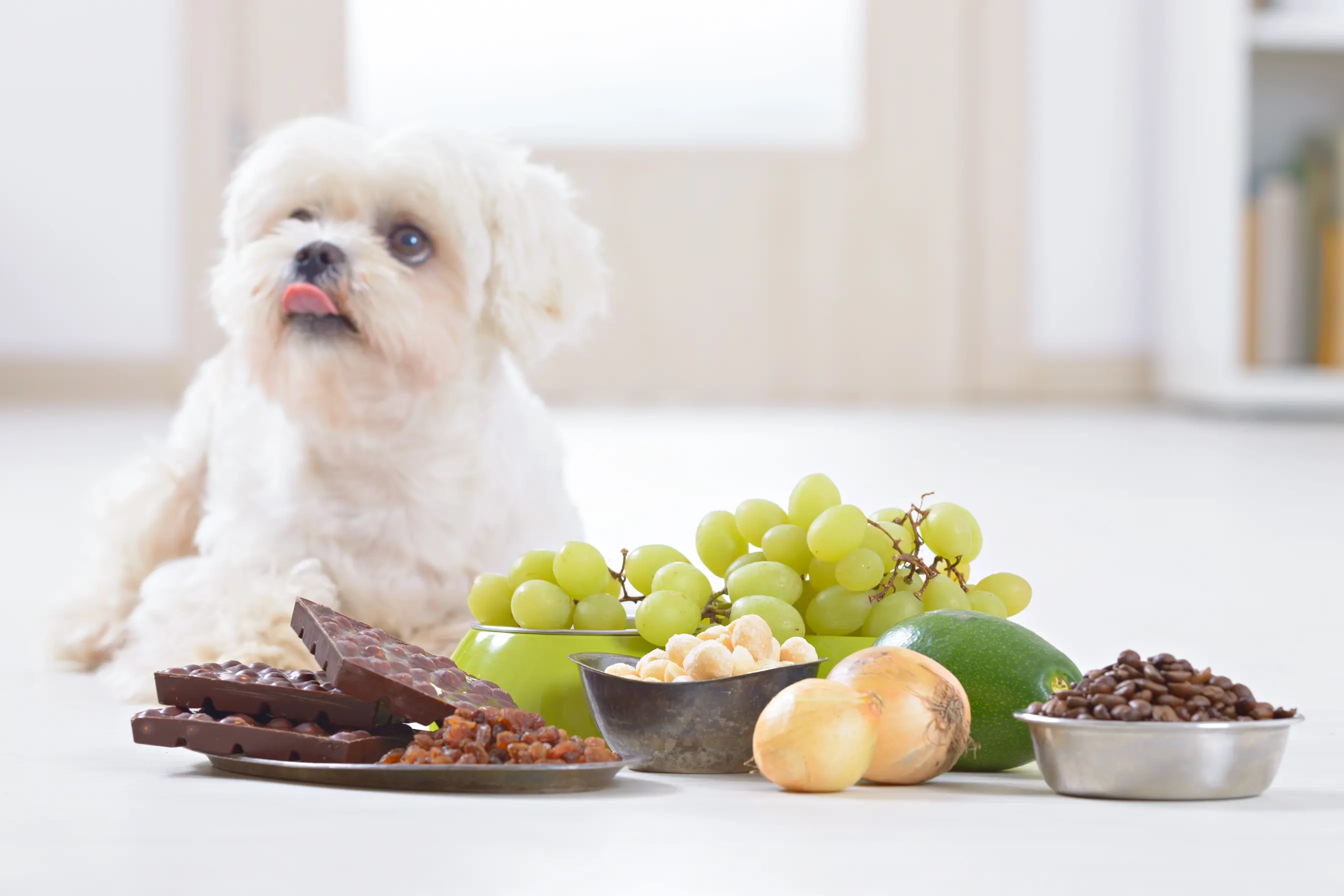 un chien avec des aliments toxiques pour lui