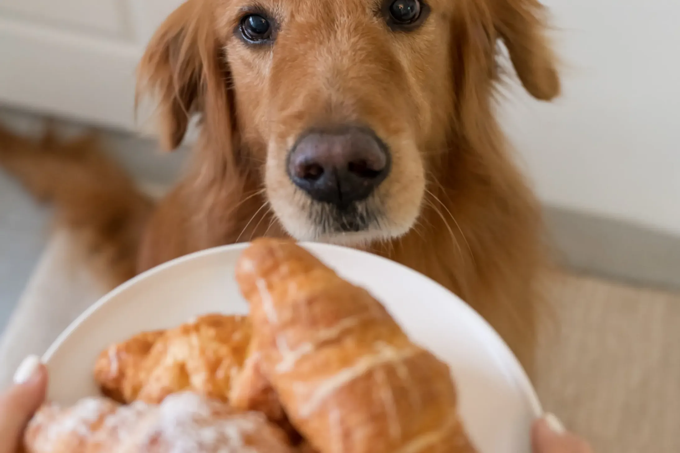 chien qui veut des croissants
