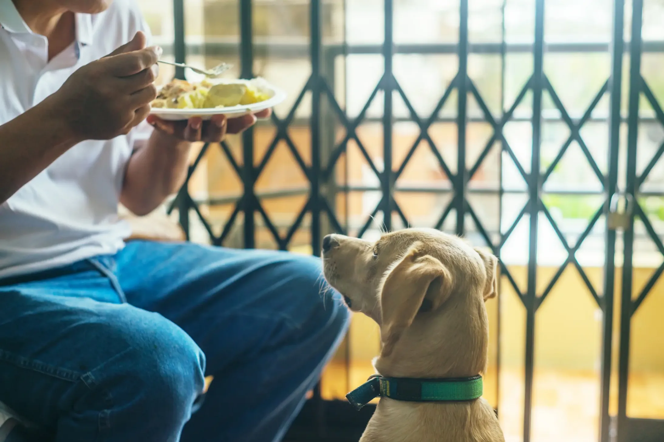 chien qui veut un plat