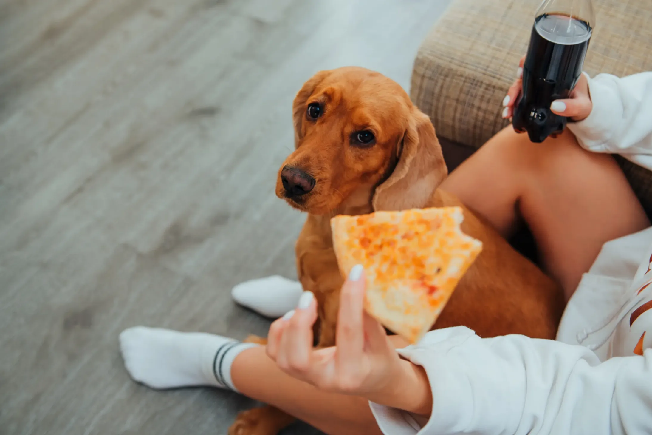 chien qui veut une pizza