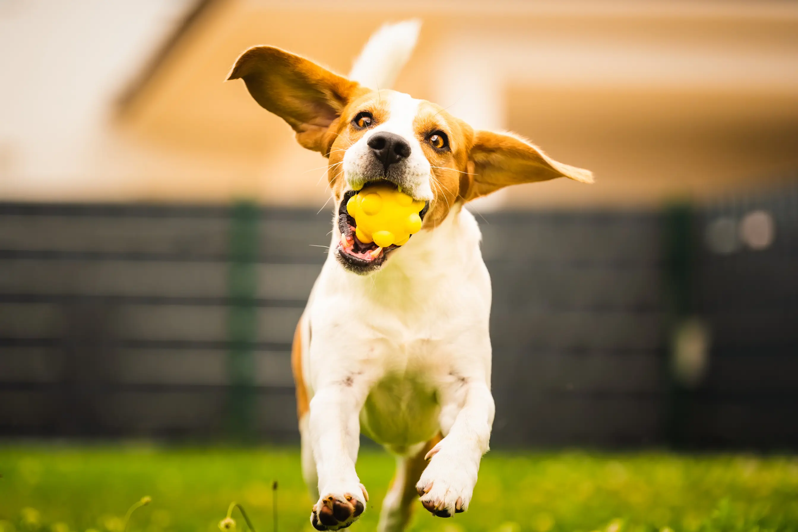 un chien qui court dans un jardin avec une balle dans la bouche