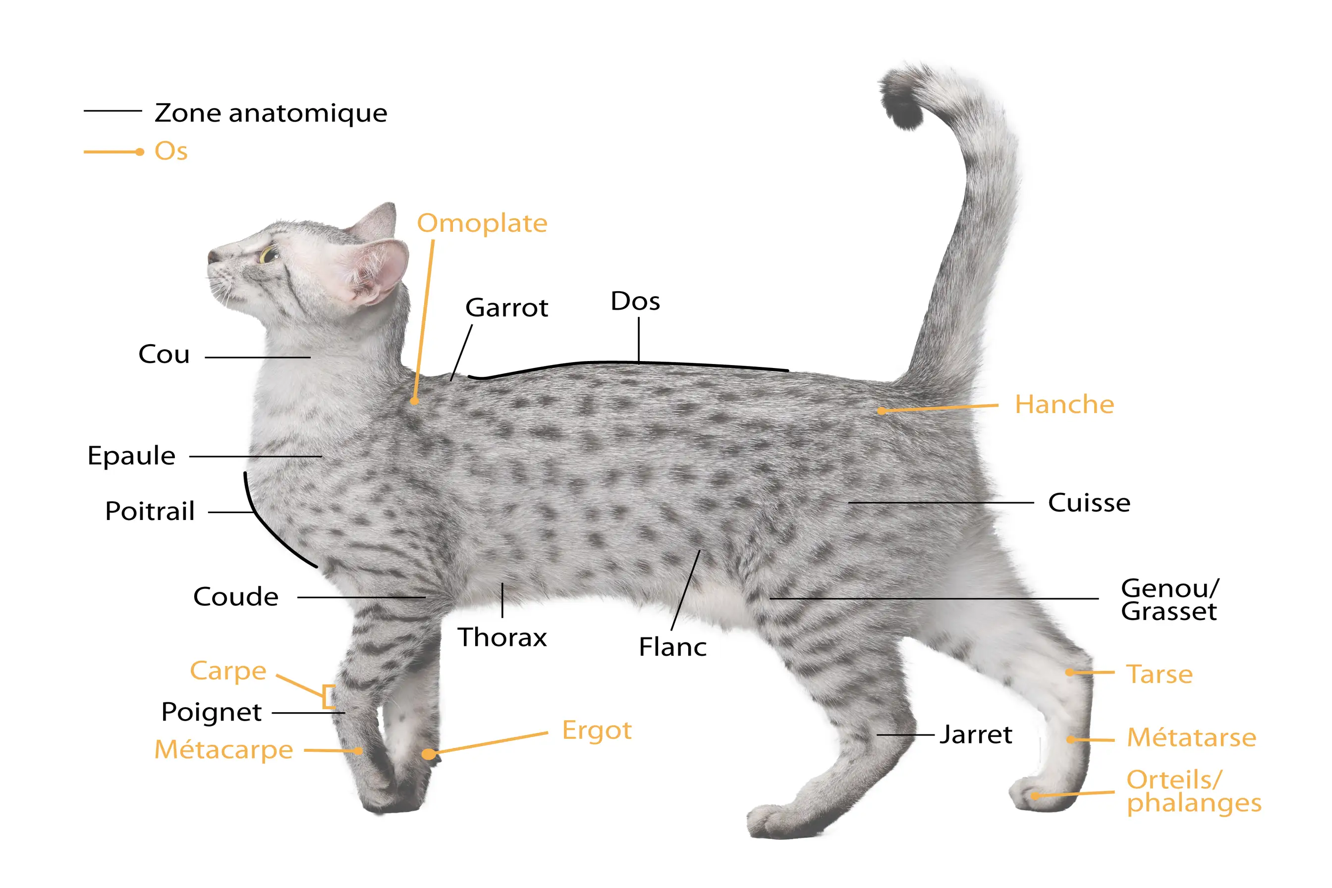 l'anatomie externe du chat