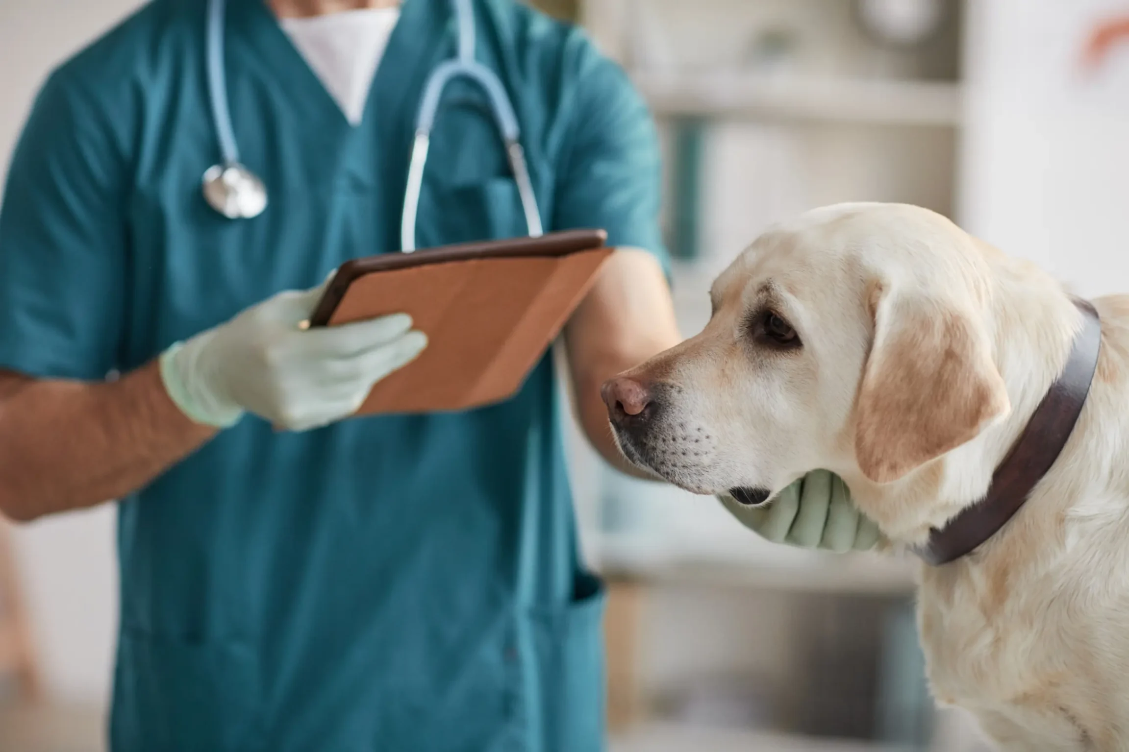 un chien qui va avoir une IRM