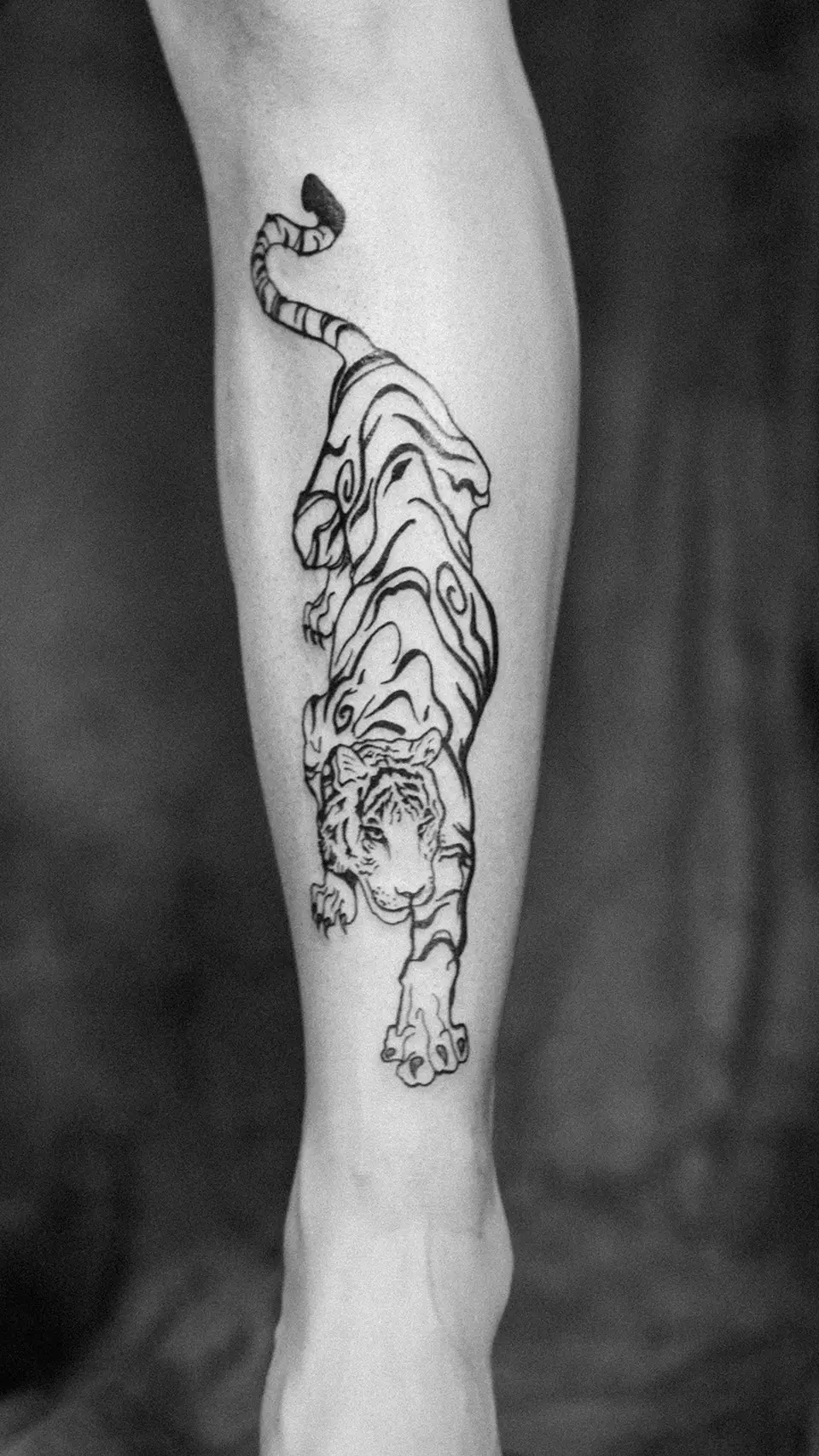 Black ink tattoo of a tiger walking forward on a person's forearm.
