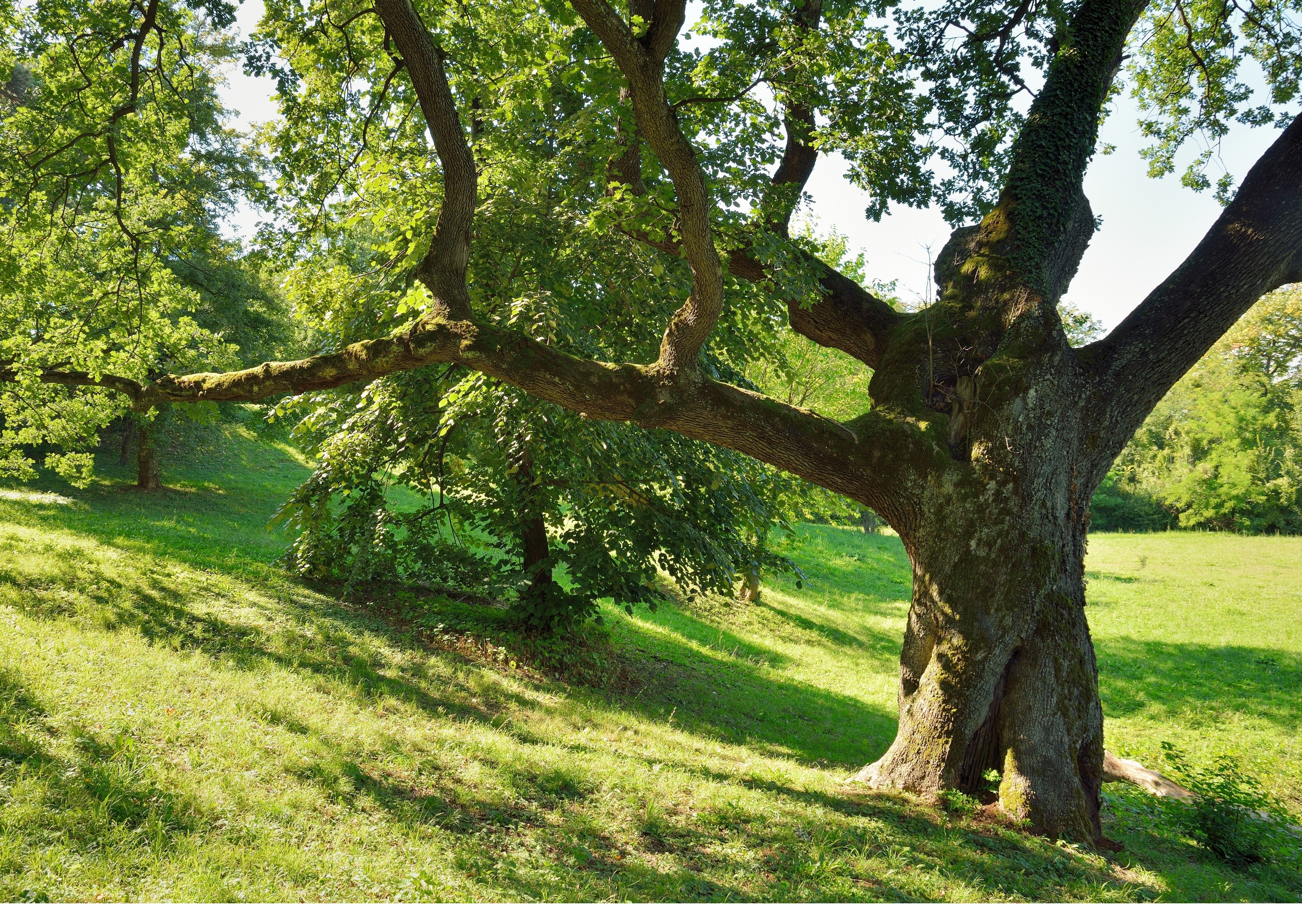 image of volunteer in action