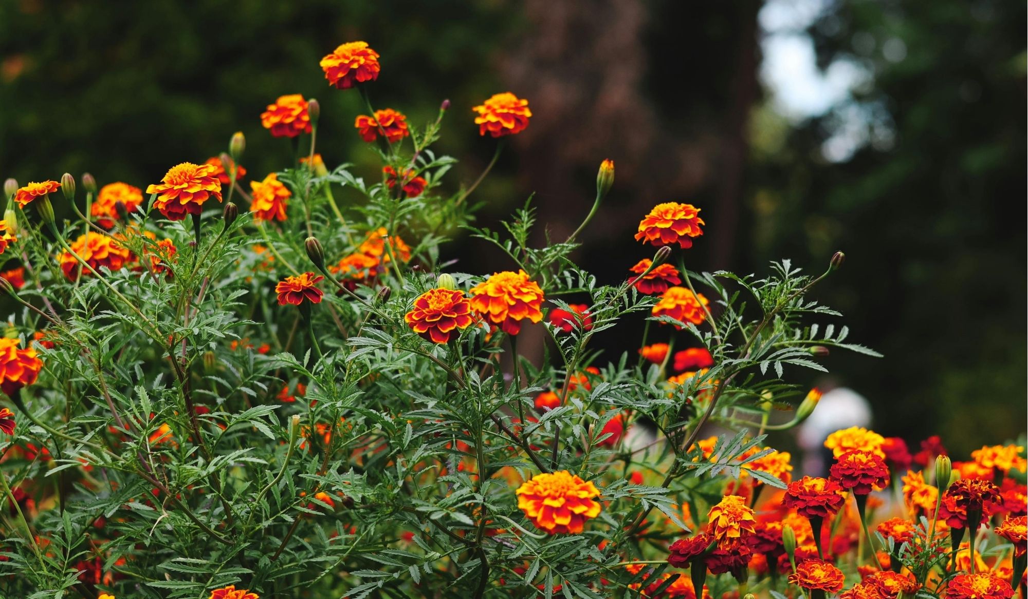 image of sustainable agriculture