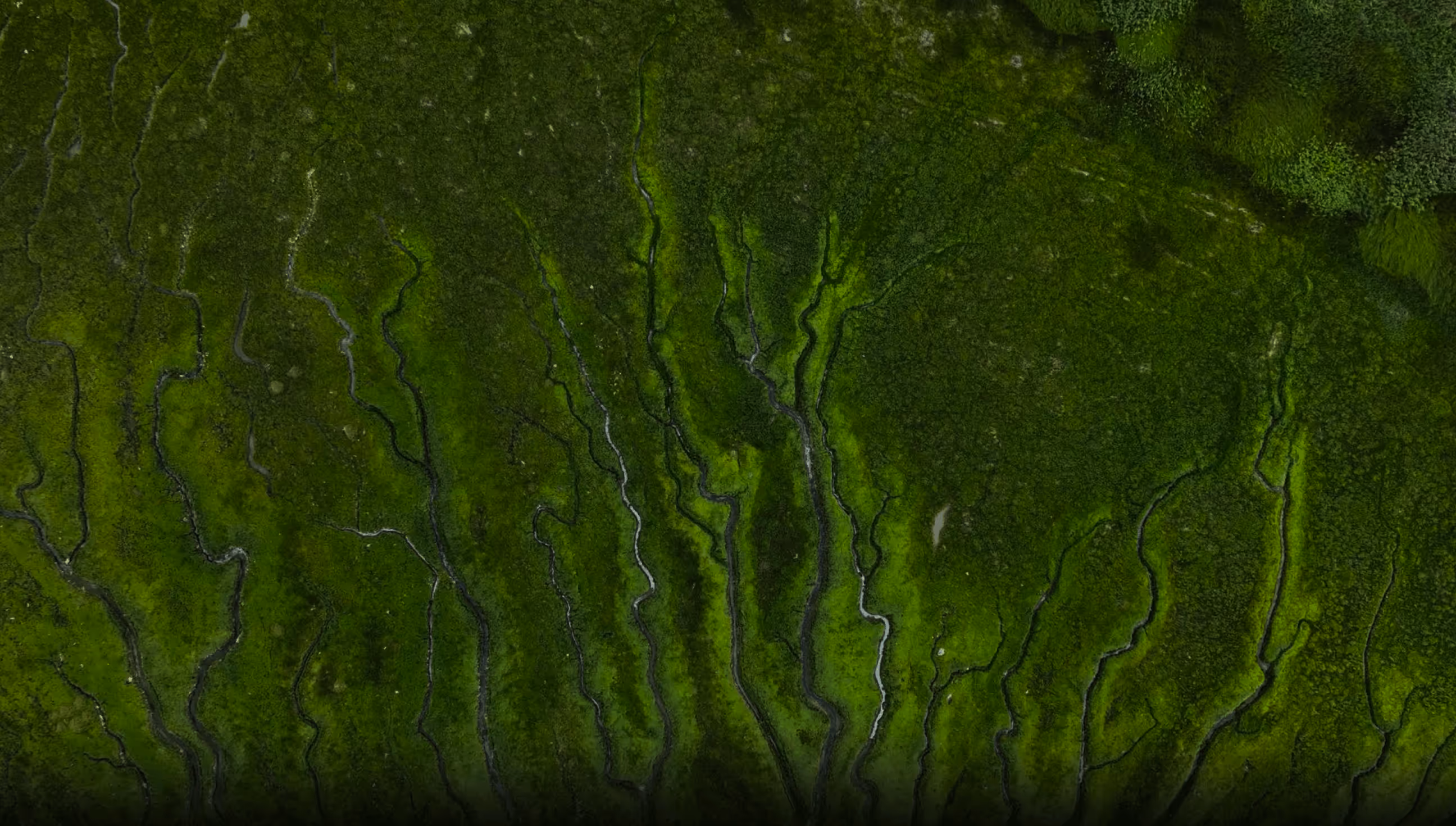 Aerial view of a lush green marshland with dark winding water channels flowing through it.