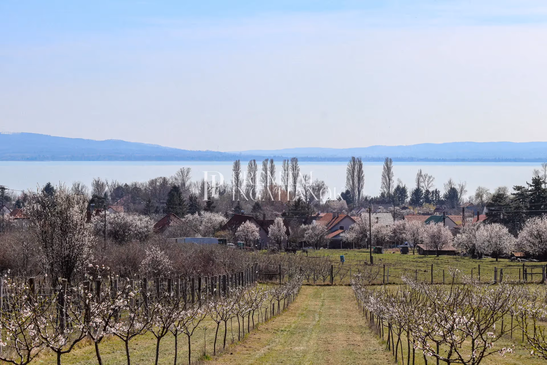 8243 Balatonakali - Balatoni panoráma, gyönyörűen ápolt telek, fiatal és termő mandulafák, beépítési lehetőség
