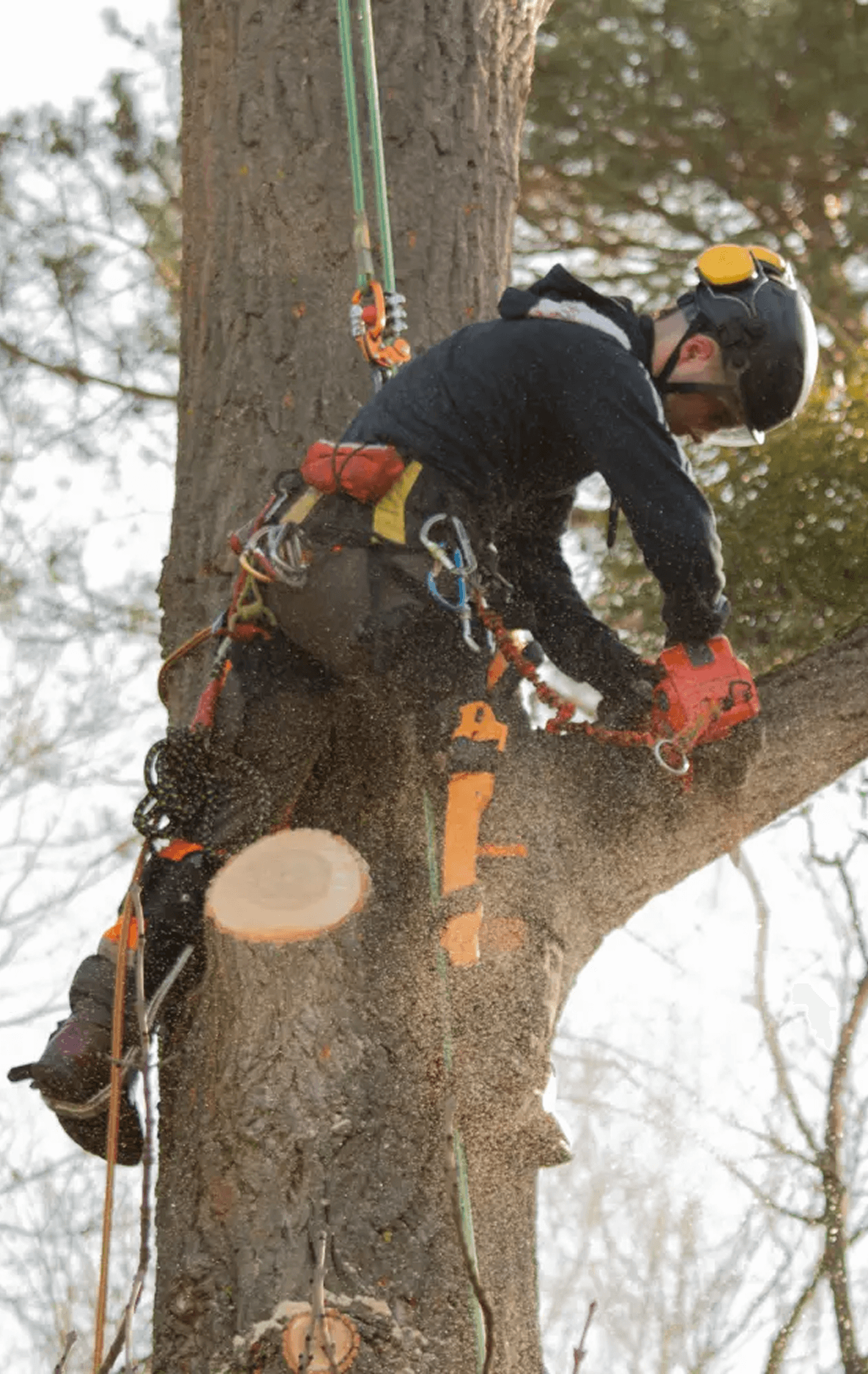 Baumpfleger mit Schutzkleidung schneidet Baum mit Motorsäge; Sägespäne fliegen umher.