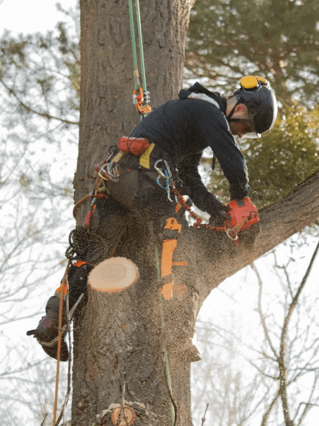 Baumpfleger mit Schutzkleidung sägt Äste in großer Höhe ab, umgeben von Bäumen und Sägemehl.
