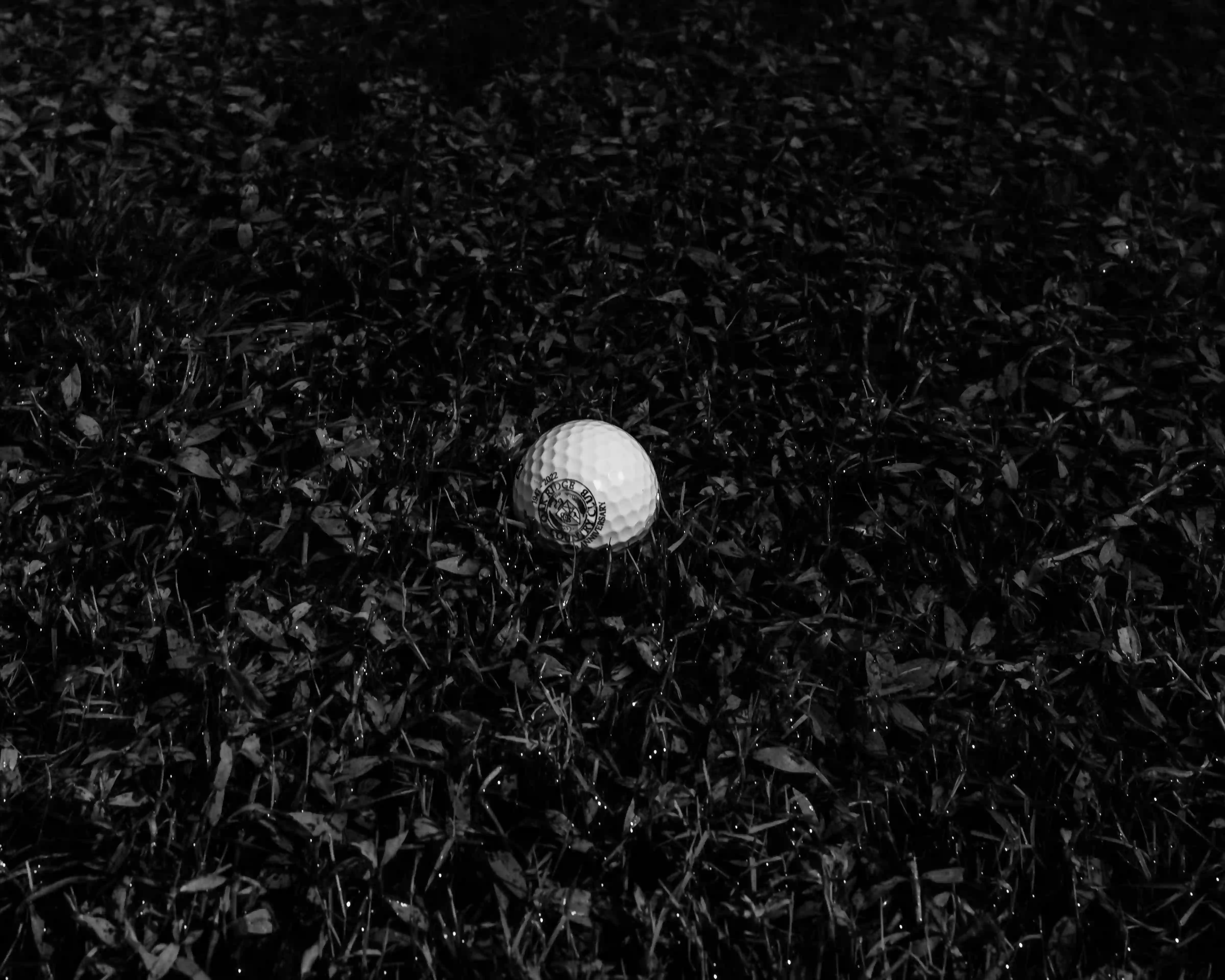 White golf ball lying on dark wet grass with leaves.