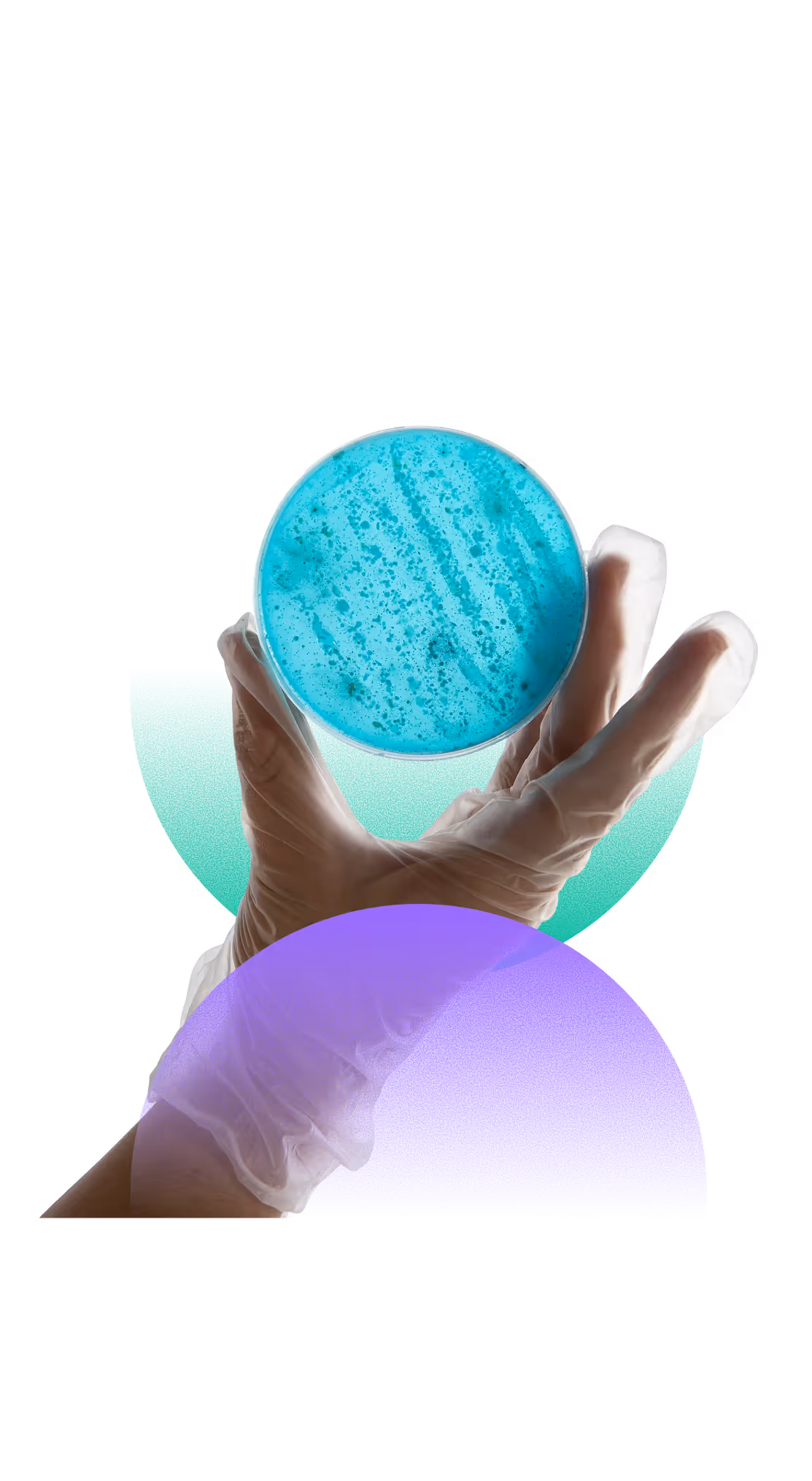 Hand wearing a transparent glove holding a petri dish with blue bacterial culture.