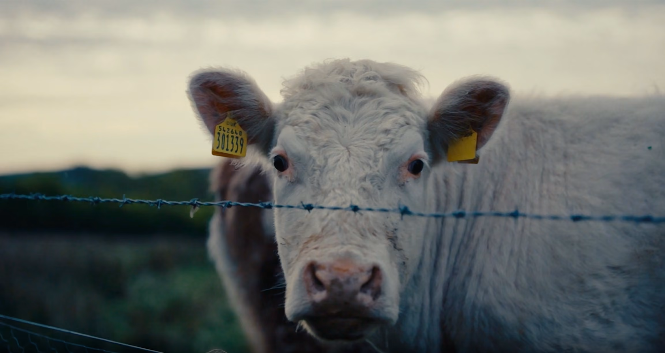 Cow in a field