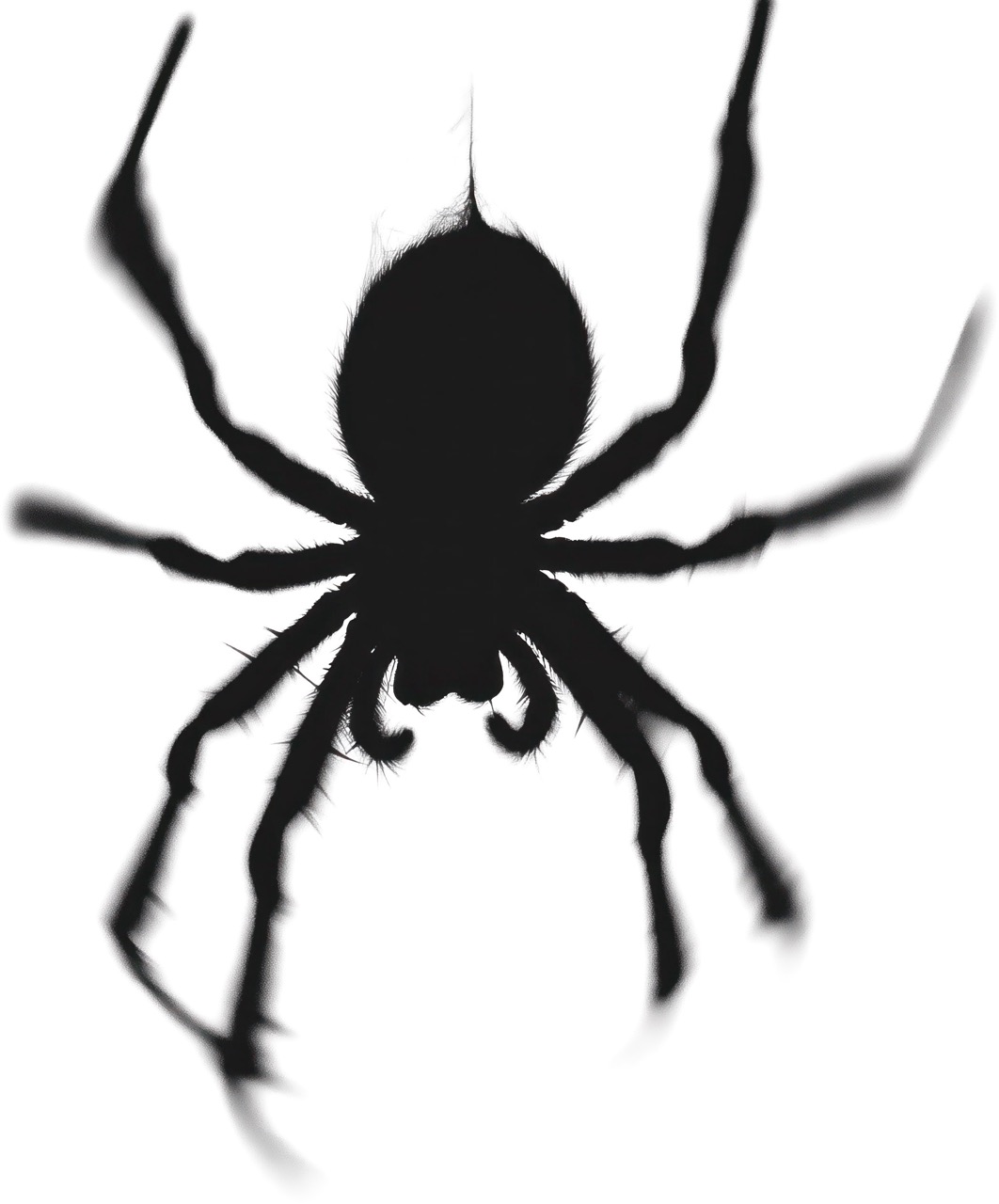 Close-up silhouette of a spider with eight legs spread out against a white background.