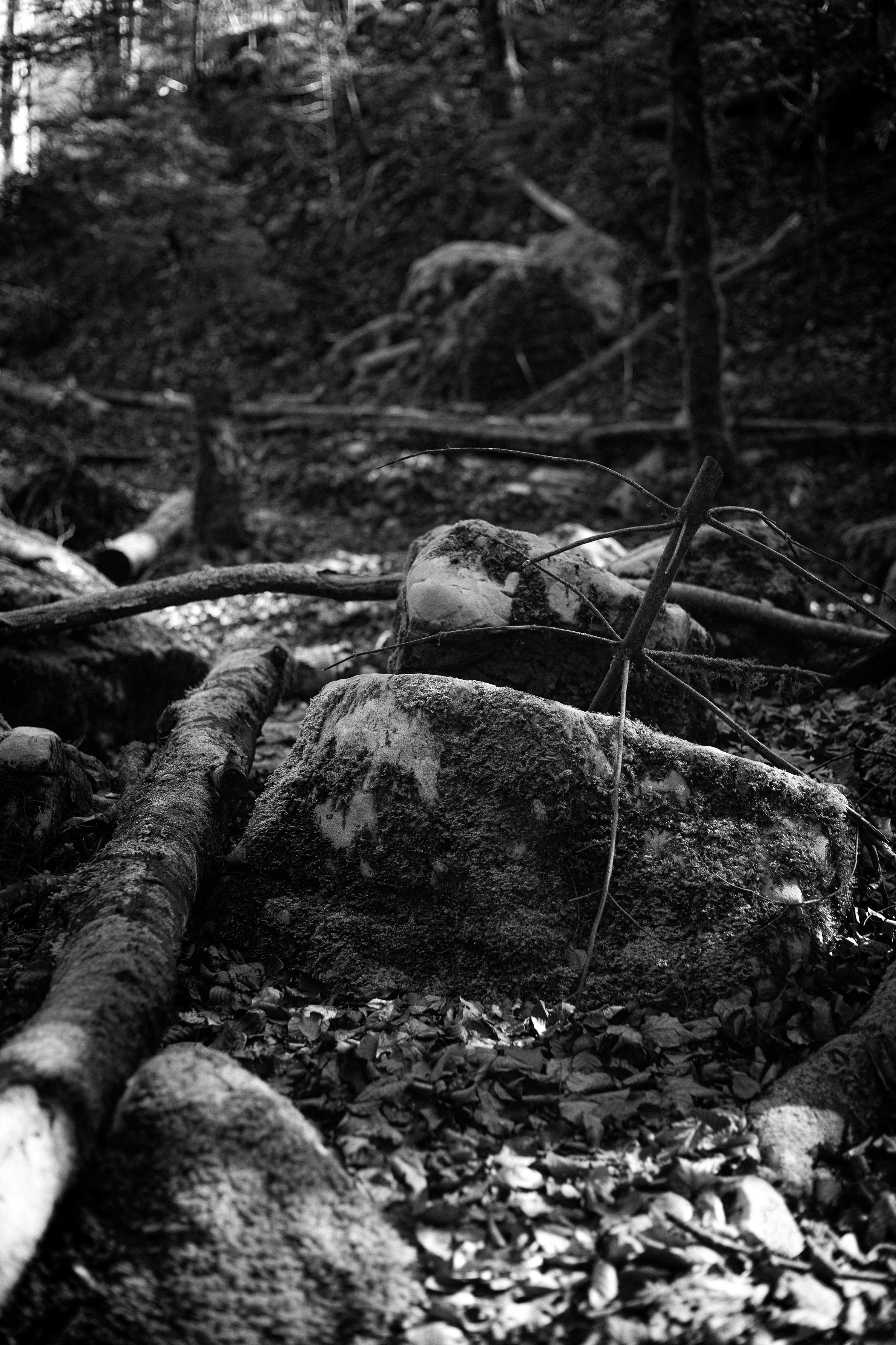 wald-ftysvn-naturpark-thal