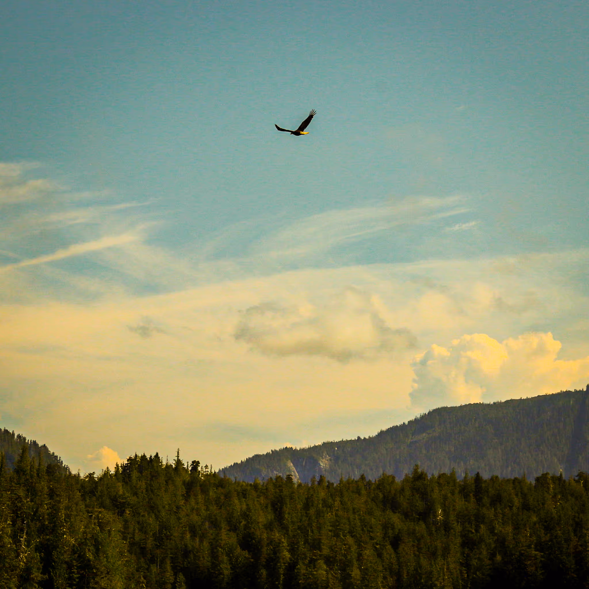 A bird soaring above a dense forest with mountains in the background under a partly cloudy sky.