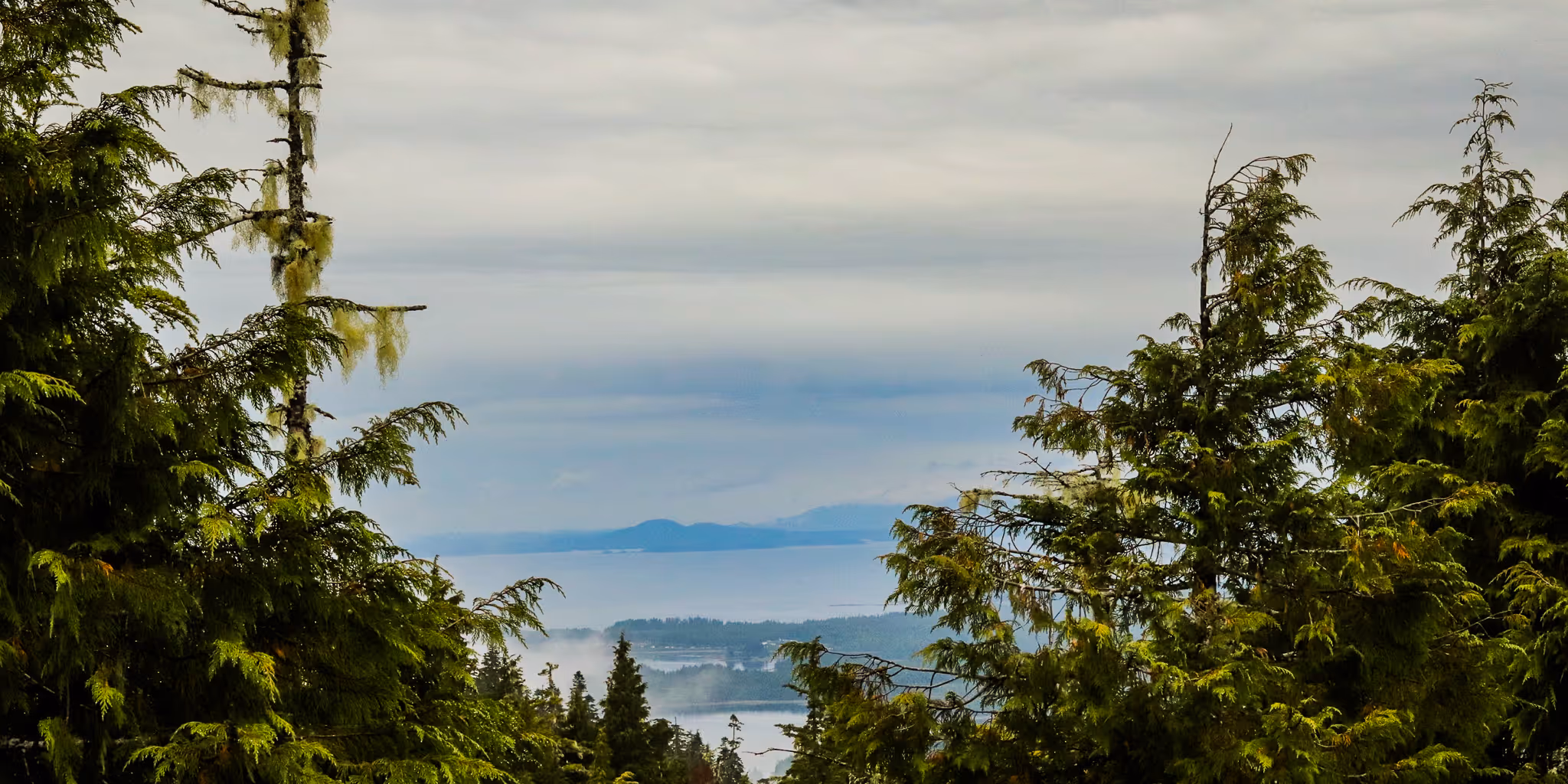 View of green evergreen trees in the foreground with a distant island and calm water under a cloudy sky.