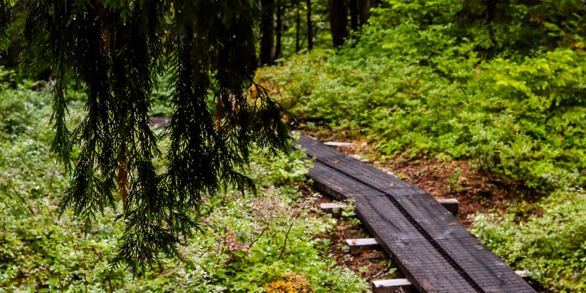 Wooden boardwalk path winding through a lush green forest with hanging evergreen branches in the foreground.