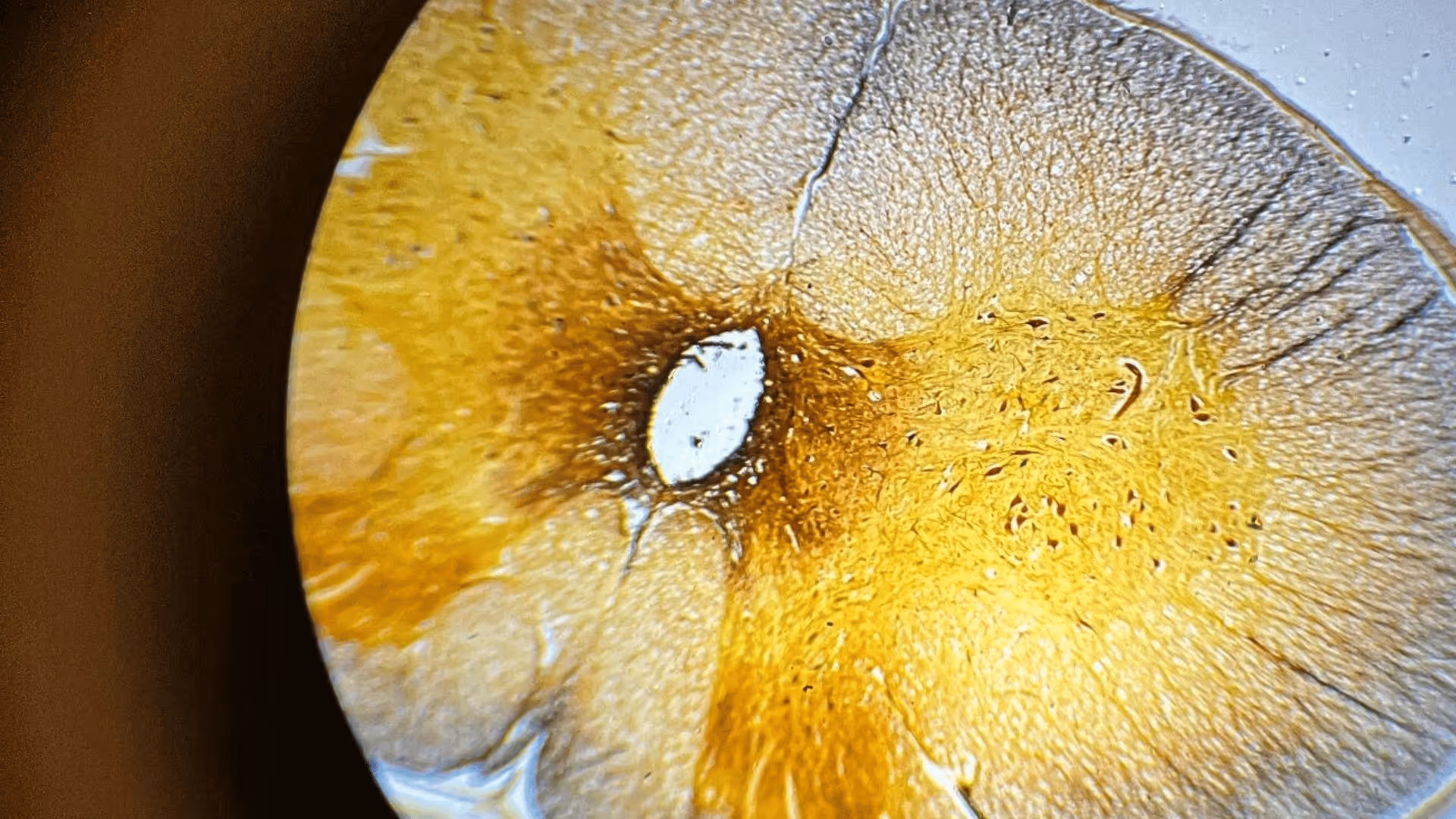 Liceum Ogólnokształcące Columbus