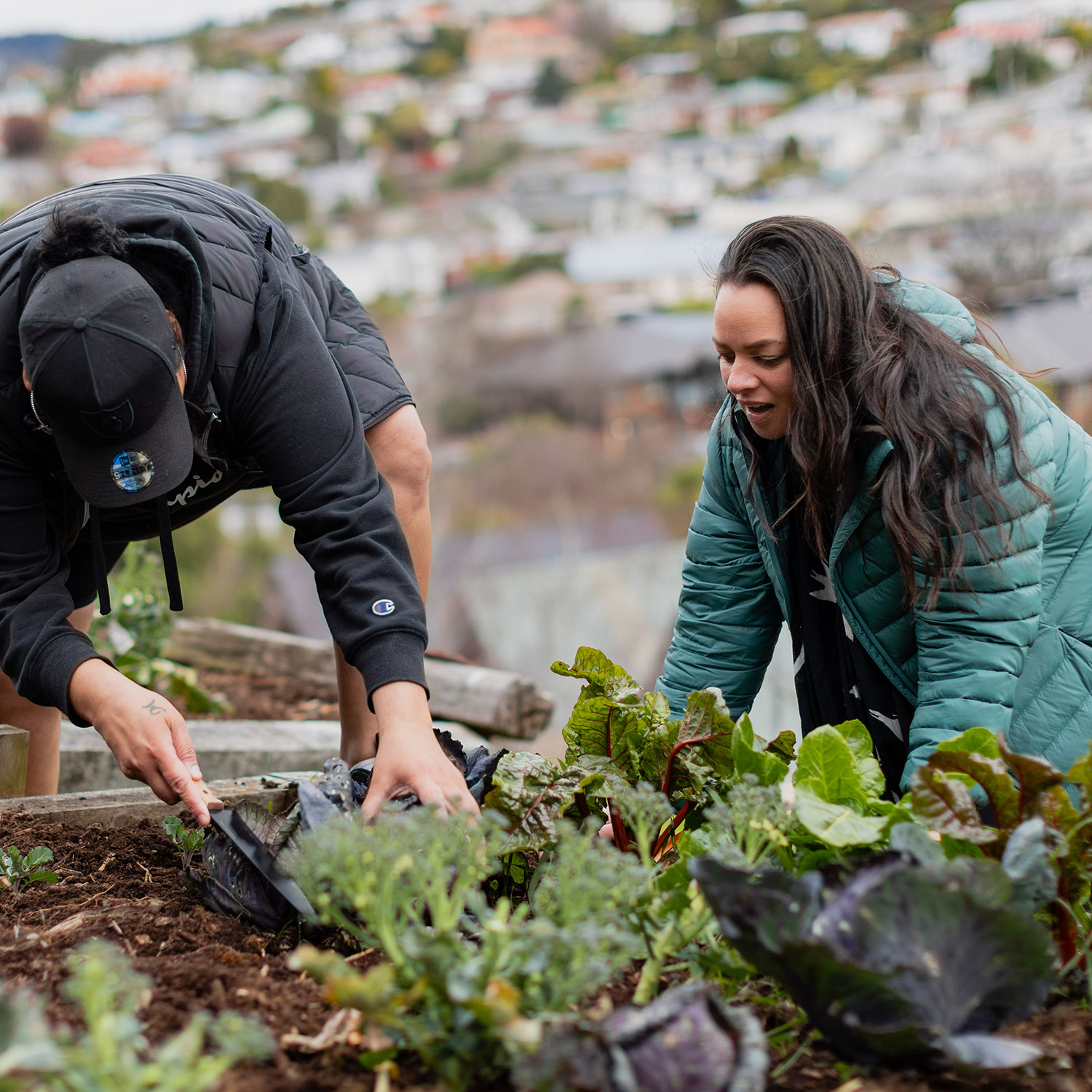 A woman and a man are in a vegetable garden harvesting lettuce and green vegetables with the houses in the background.