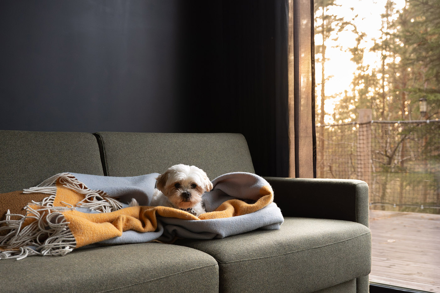 En hund ligger i sofa i en Omgi-hytte