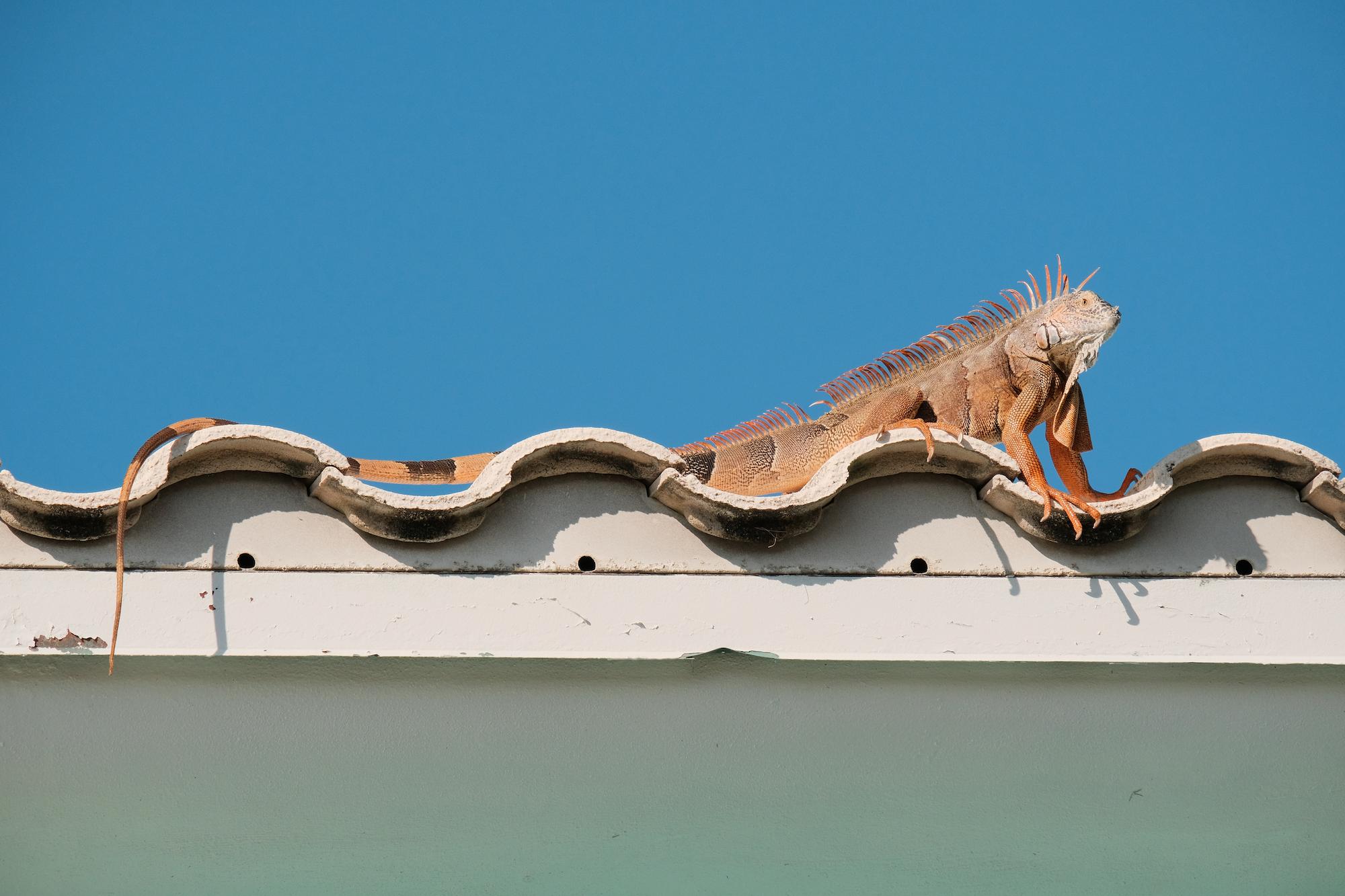 Large orange iguana resting on curved rooftop tiles against a clear blue sky.