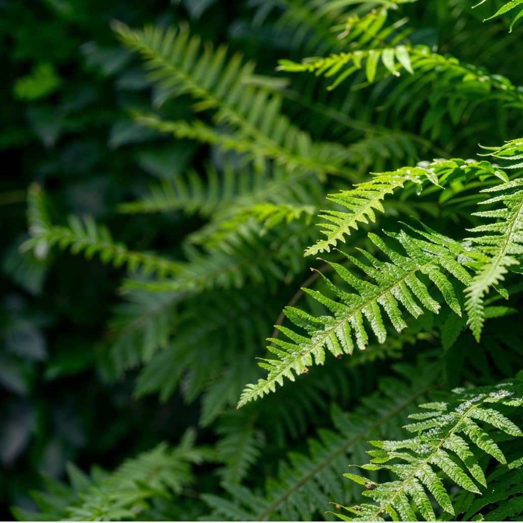 Instagram Image - Landscaping X Webflow Template