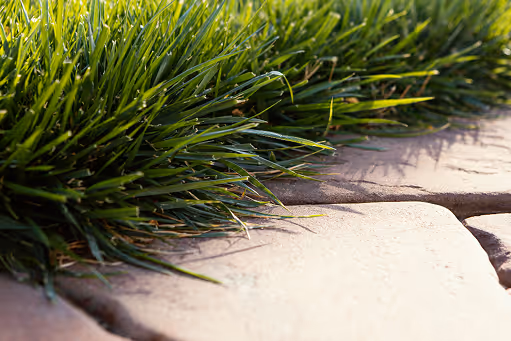 Close-up of green grass with dew droplets next to beige stone pavers.
