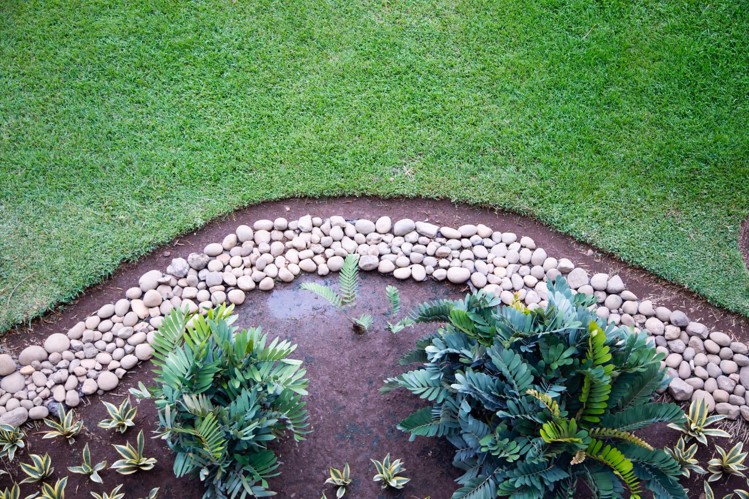 Curved garden bed edged with smooth white stones, containing green plants and surrounded by lush grass.