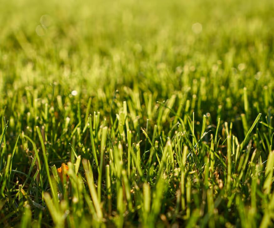 Close-up of green grass blades in a sunlit field with a blurred background.