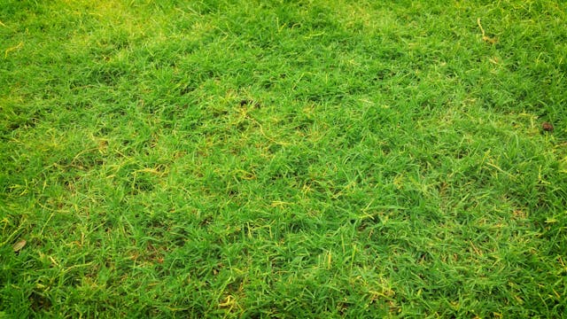 Why Is My Lawn Brown? Common Causes of Brown Patches in Ohio Lawns
