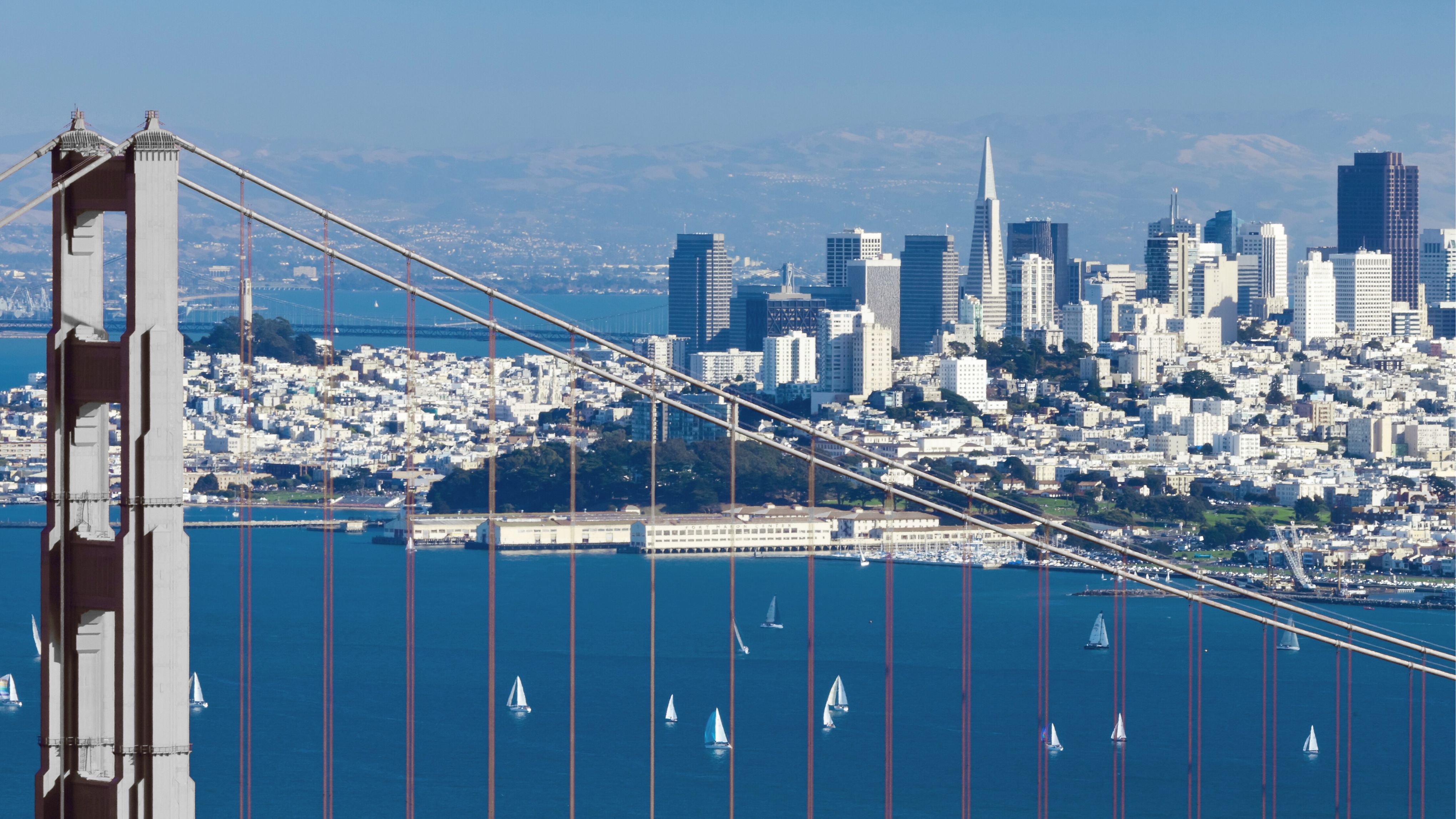 SheltonAI, Chief Executive Officer