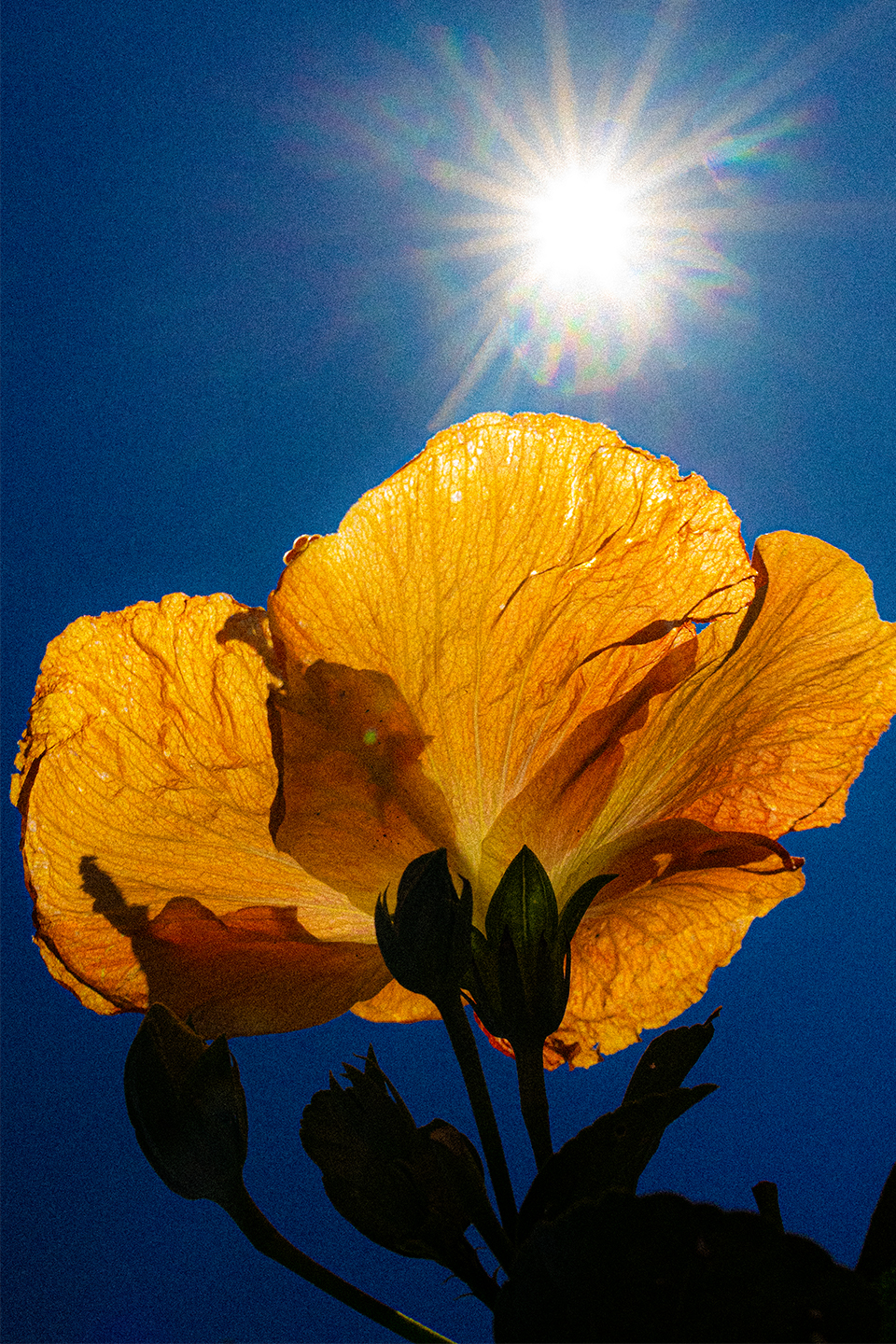 JOURNALISME ROMANTIQUE