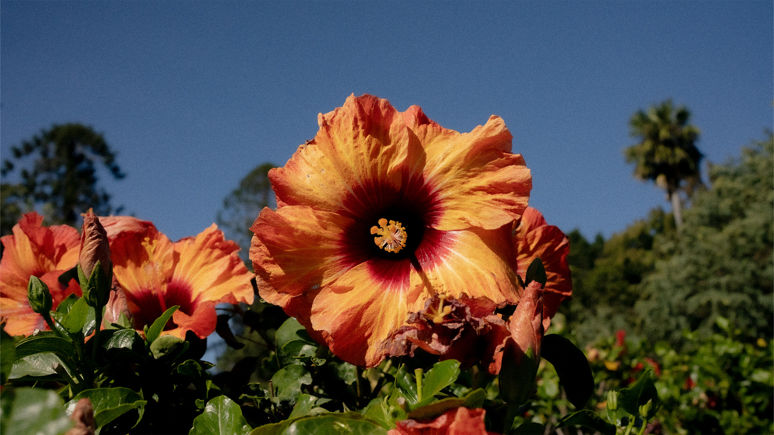 JOURNALISME ROMANTIQUE