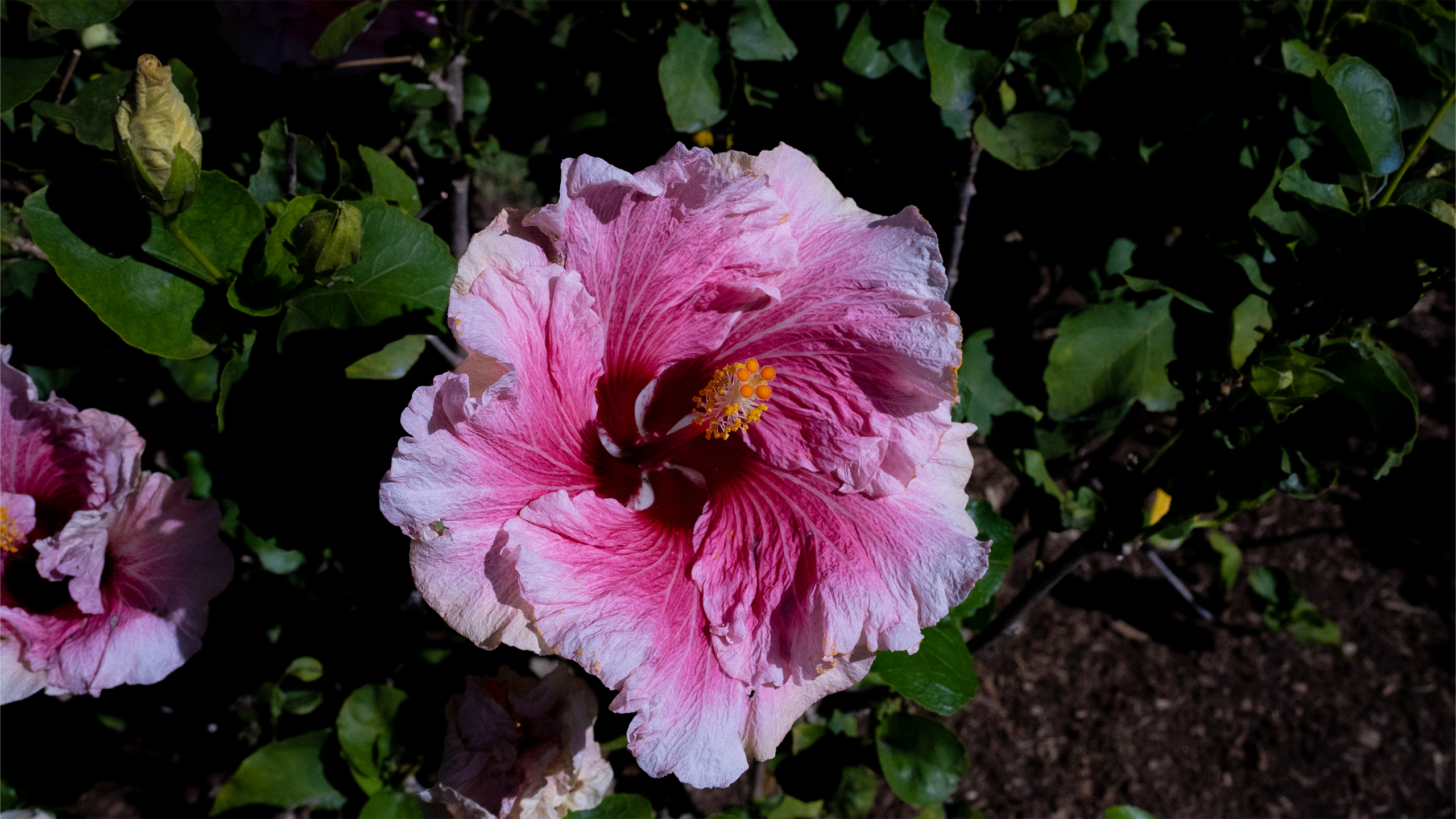 JOURNALISME ROMANTIQUE