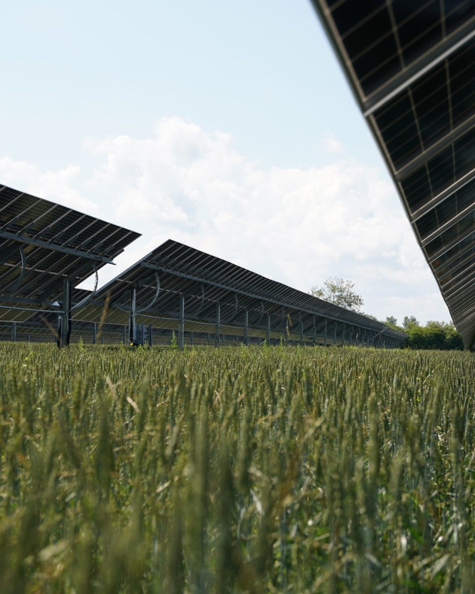 Agri-PV-Tracker über einem Weizenfeld