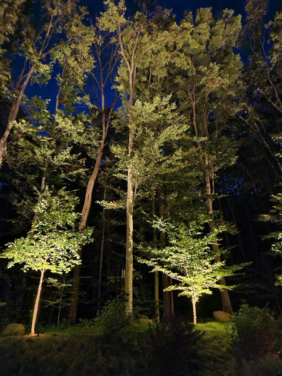 Lighting By Luke Tree Uplighting