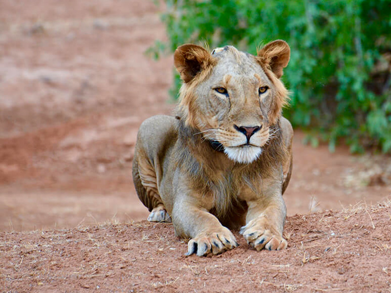 A wild lion