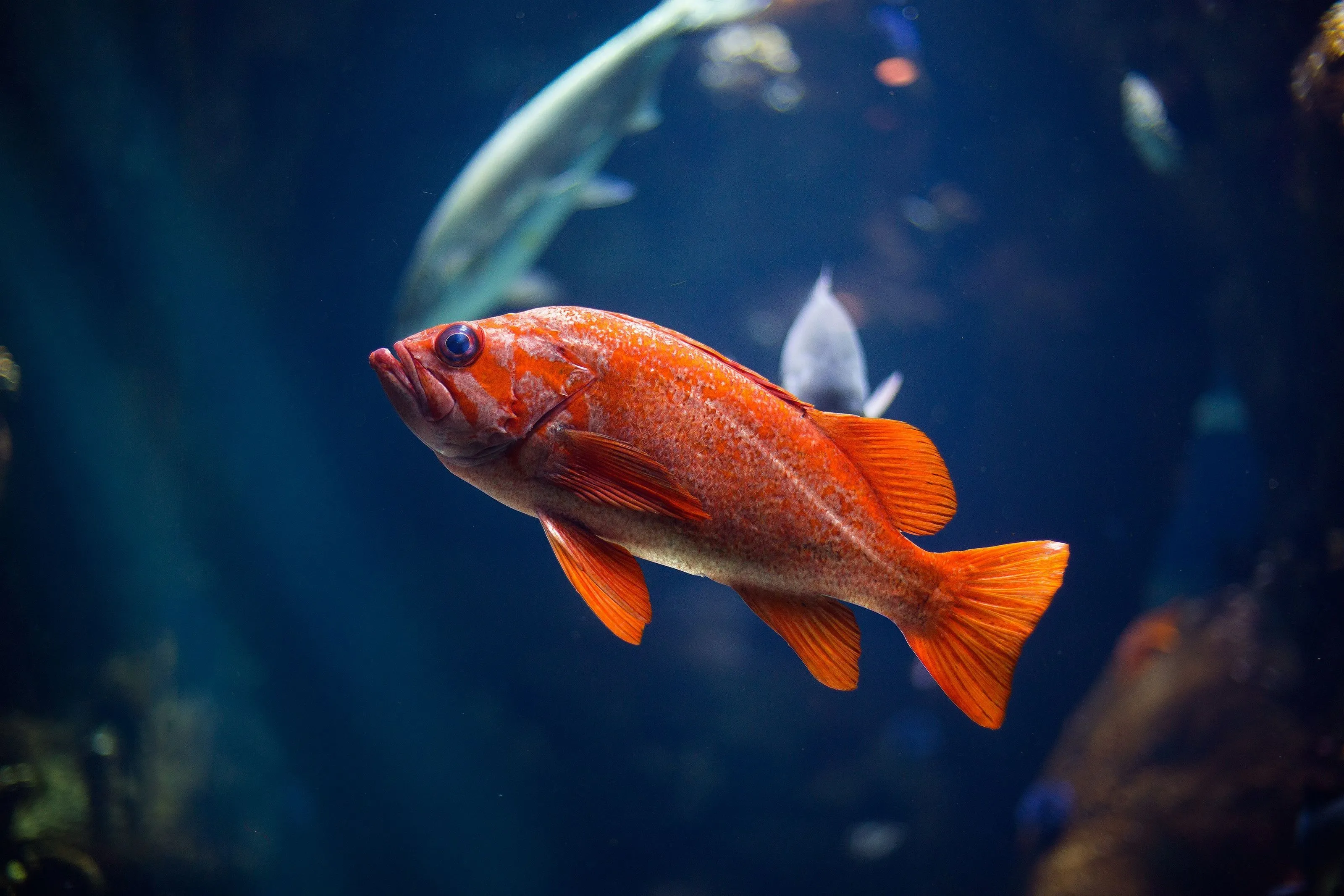 The Potential of Fish in Revealing Autism Causes