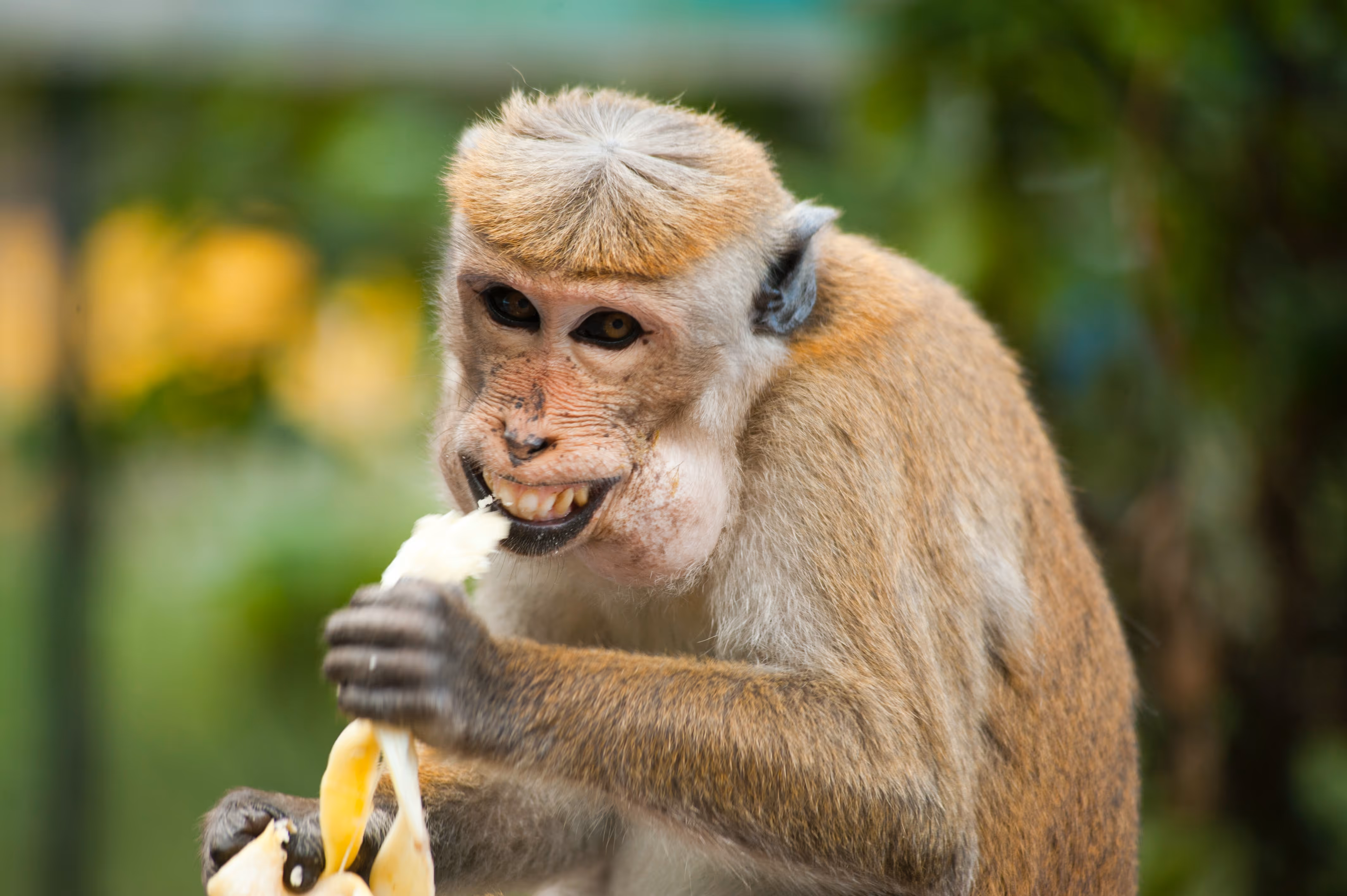 Can Monkeys Have Autism?: What We Know So Far