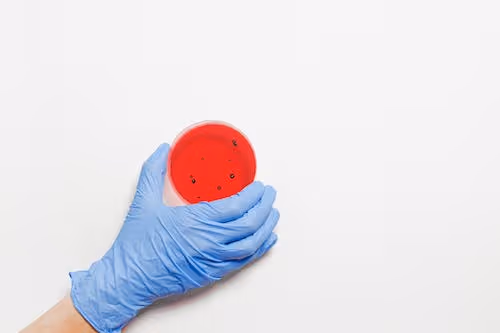 Free Hand Holding Petri Dish Stock Photo